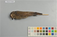 藏品(白腹琉璃)的圖片